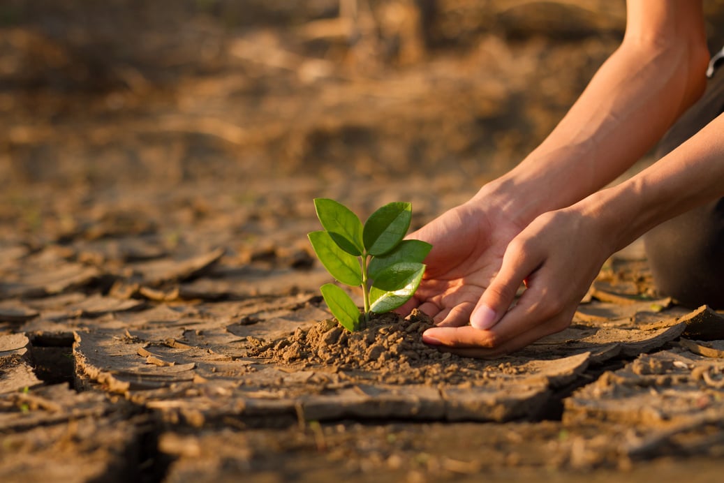 Children planting a tree climate change crisis